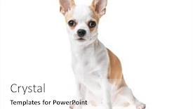  Presentation with mexican - Slide set consisting of beautiful-and-cute-white background and a white colored foreground