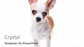  Presentation with mexican - PPT theme with beautiful-and-cute-white background and a white colored foreground