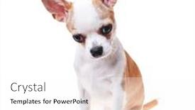  Presentation with mexican - Presentation design with beautiful-and-cute-white background and a white colored foreground