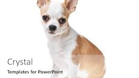  Presentation with mexican - Presentation design consisting of beautiful-and-cute-white background and a white colored foreground