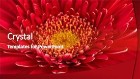  Presentation with flower - Slide set having beautiful and fresh red flower background and a crimson colored foreground