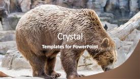  Presentation with brown bear - Colorful PPT theme enhanced with beautiful and furry brown bear backdrop and a violet colored foreground