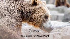  Presentation with brown bear - Audience pleasing slide deck consisting of beautiful and furry brown bear backdrop and a coral colored foreground