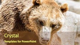 Presentation with brown bear - Slide deck enhanced with beautiful and furry brown bear background and a tawny brown colored foreground