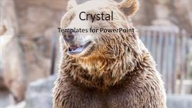  Presentation with brown bear - Amazing PPT theme having beautiful and furry brown bear backdrop and a coral colored foreground