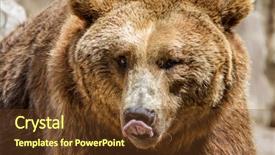  Presentation with brown bear - Slide set consisting of beautiful and furry brown bear background and a tawny brown colored foreground