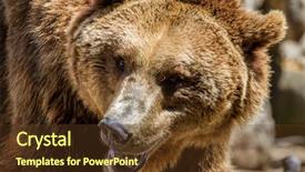  Presentation with brown bear - Beautiful slide deck featuring beautiful and furry brown bear backdrop and a tawny brown colored foreground