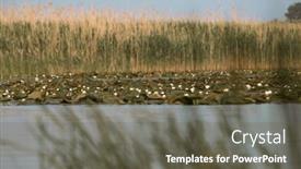  Presentation with danube delta - PPT theme with beautiful-and-reed-landscape and a gray colored foreground