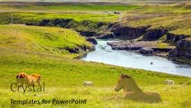  Presentation with tundra - Beautiful presentation theme featuring beautiful-and-strong-icelandic-horses backdrop and a gold colored foreground