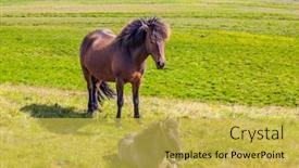  Presentation with free dream - Cool new PPT layouts with beautiful-and-strong-icelandic-horses backdrop and a yellow colored foreground