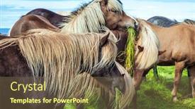  Presentation with tundra - Presentation theme enhanced with beautiful-and-well-groomed-icelandic background and a violet colored foreground