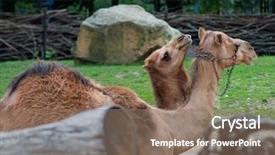  Presentation with baby animal carnival - Slide deck consisting of beautiful animal - single hump camel background and a violet colored foreground