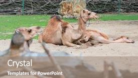  Presentation with milk baby - Colorful theme enhanced with beautiful animal - single hump camel backdrop and a coral colored foreground