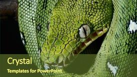  Presentation with amazon jungle - Colorful slides enhanced with close-up portrait of an emerald boa in the bolivian rainforest snake amazon jungle green snake beautiful animal or reptile eye backdrop and a tawny brown colored foreground
