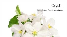  Presentation with apple - Cool new theme with beautiful apple blossom backdrop and a white colored foreground