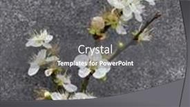  Presentation with apricot - Amazing presentation theme having beautiful-apricot-blossom-branches backdrop and a gray colored foreground