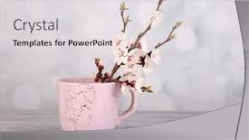  Presentation with apricot - Slide set enhanced with beautiful-apricot-blossom-in-cup background and a light gray colored foreground