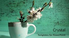  Presentation with apricot - Presentation theme consisting of beautiful apricot blossom in cup on old wooden background background and a seafoam green colored foreground