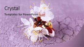  Presentation with apricot - Beautiful PPT theme featuring beautiful apricot blossom on old wooden background backdrop and a light blue colored foreground