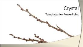  Presentation with bud - Slides featuring beautiful apricot blossoms isolated background and a white colored foreground