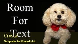  Presentation with poodle - Beautiful presentation featuring beautiful apricot colored mix poodle backdrop and a wine colored foreground