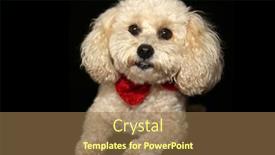  Presentation with poodle - Colorful PPT theme enhanced with beautiful apricot colored mix poodle backdrop and a coral colored foreground