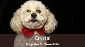  Presentation with poodle - Cool new presentation with beautiful apricot colored mix poodle backdrop and a wine colored foreground