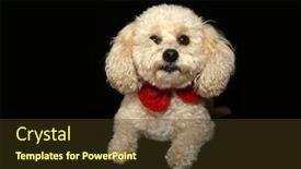  Presentation with poodle - Amazing PPT theme having beautiful apricot colored mix poodle backdrop and a tawny brown colored foreground