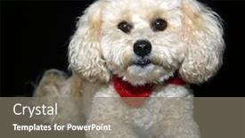  Presentation with poodle - Slides consisting of beautiful apricot colored mix poodle background and a gray colored foreground