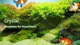  Presentation with fish aquarium - Cool new presentation theme with beautiful aquarium fish backdrop and a tawny brown colored foreground