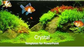 Presentation with fish aquarium - Colorful theme enhanced with beautiful aquarium fish backdrop and a shamrock green colored foreground