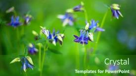  Presentation with beautiful green - Audience pleasing presentation design consisting of beautiful-aquilegia-caerulea-flower backdrop and a forest green colored foreground