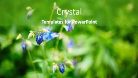  Presentation with beautiful green - Beautiful slide deck featuring beautiful-aquilegia-caerulea-flower backdrop and a tawny brown colored foreground