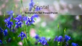  Presentation with beautiful green - Cool new PPT theme with beautiful-aquilegia-caerulea-flower backdrop and a light gray colored foreground
