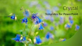  Presentation with beautiful green - Slide set enhanced with beautiful-aquilegia-caerulea-flower background and a yellow colored foreground