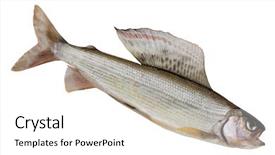  Presentation with monarch butterfly isolated on white - Colorful slides enhanced with beautiful-arctic-grayling-isolated backdrop and a white colored foreground