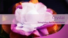  Presentation with flower - Presentation featuring beautiful-artificial-flower-handmade-close background and a lemonade colored foreground