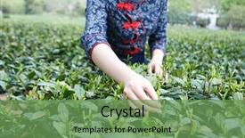  Presentation with tea plantation - Slide deck with beautiful asian girl picking tea background and a seafoam green colored foreground