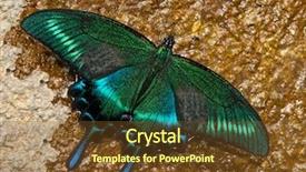  Presentation with butterfly - Audience pleasing slide set consisting of beautiful asian swallowtail butterfly papilio backdrop and a  colored foreground