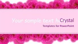  Presentation with card holiday flowers abstract - Presentation consisting of beautiful aster flowers and card background and a pink colored foreground
