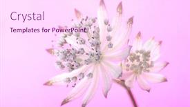  Presentation with coloured - Audience pleasing presentation theme consisting of beautiful-astrantia-on-a-gradient backdrop and a pink colored foreground