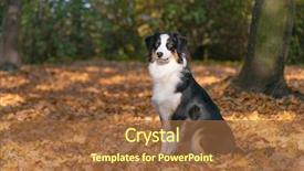  Presentation with aussie - Colorful PPT theme enhanced with beautiful australian shepherd dog backdrop and a tawny brown colored foreground
