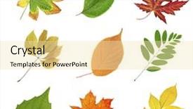  Presentation with beautiful green - PPT theme featuring beautiful autumn and green leaves isolated on white background and a blonde colored foreground