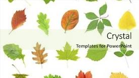  Presentation with beautiful green - Audience pleasing slides consisting of beautiful autumn and green leaves isolated on white backdrop and a soft green colored foreground