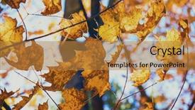  Presentation with maple - Slide deck enhanced with beautiful autumn background with maple leaves forming a pattern against the sky background and a gold colored foreground