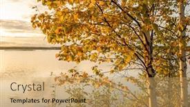  Presentation with finland - Amazing PPT layouts having beautiful-autumn-birch-tree backdrop and a yellow colored foreground