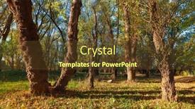  Presentation with bright yellow - PPT layouts enhanced with beautiful-autumn-landscape-sunset background and a tawny brown colored foreground