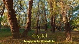  Presentation with bright yellow - Presentation theme enhanced with beautiful-autumn-landscape-sunset background and a tawny brown colored foreground