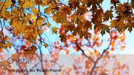  Presentation with fall foliage - 
