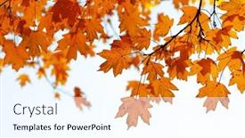  Presentation with fall foliage - 